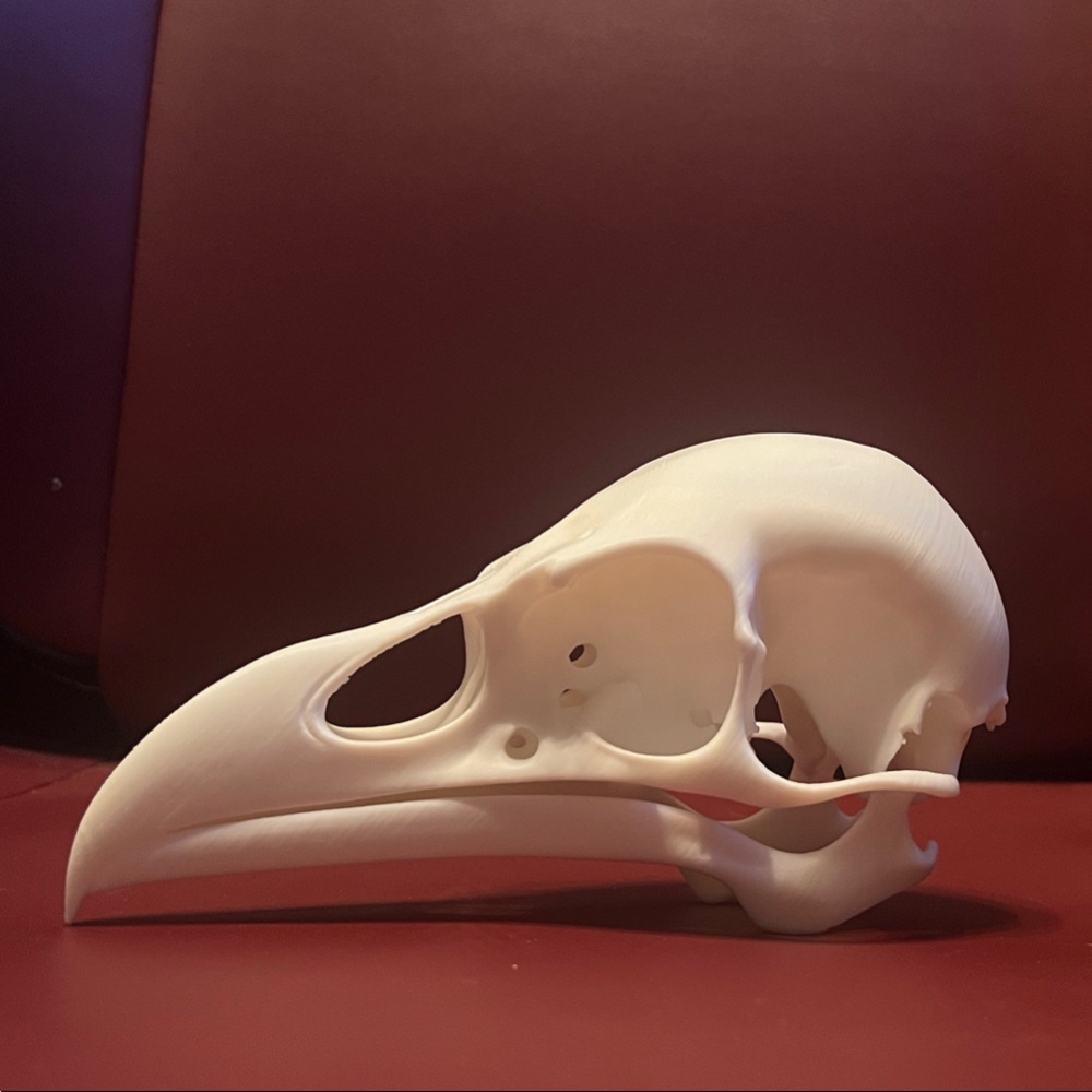 Raven Bird Skull Replica